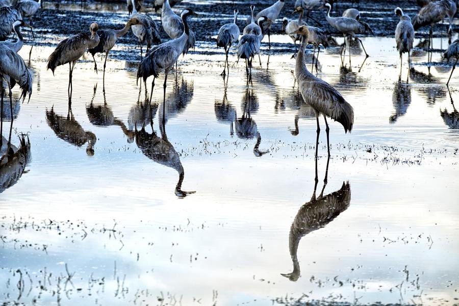 Sandhill Cranes at Dawn — Bosque del Apache, New Mexico — Fine art canvas print by Naomi McLeod