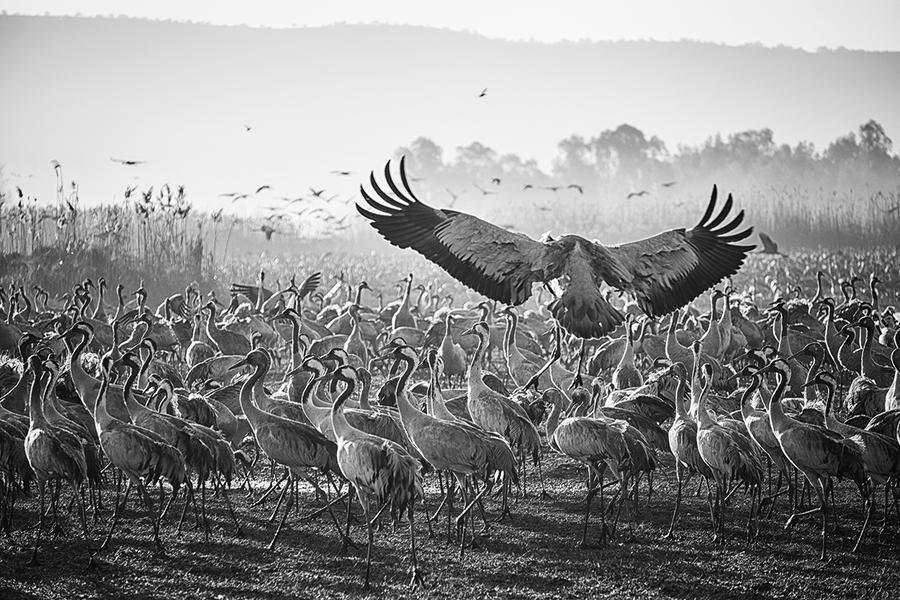 Crane Landing — Hula Valley Migration, Israel — Fine art canvas print by Naomi McLeod