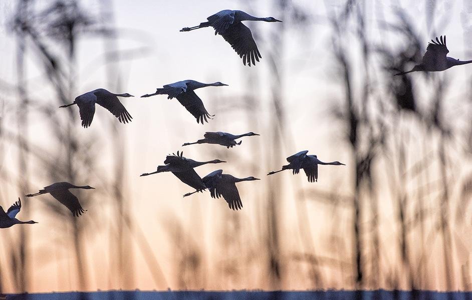 Sandhill Cranes at Dusk — Platte River, Nebraska
