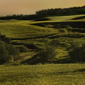 Golden Hour Over Rolling Hills — Val d'Orcia, Tuscany