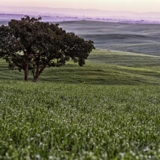 Lone Oak at Dawn — Val d'Orcia, Tuscany