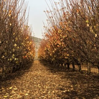 Autumn Orchard Passage — Golden Light Through Bare Branches