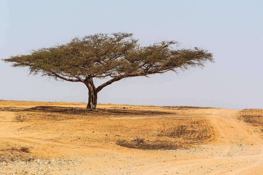 Lone Acacia Tree — African Savanna Landscape — Fine art canvas print