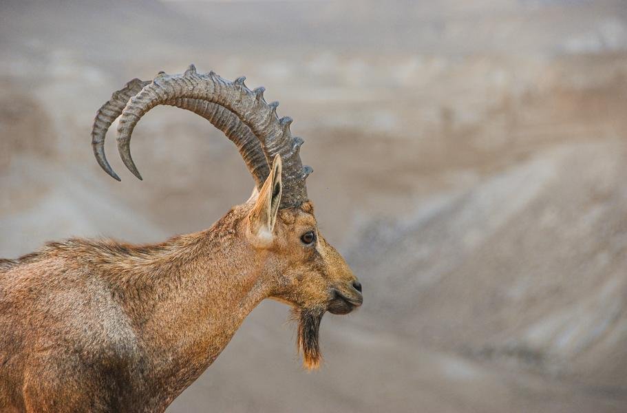Nubian Ibex Profile — Negev Desert, Israel — Fine art canvas print by Naomi McLeod