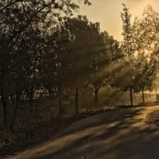 Morning Light Through Trees — Golden Hour Mist Photography