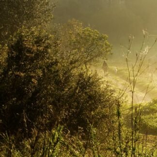 Golden Morning Mist — Ethereal Countryside Light Study