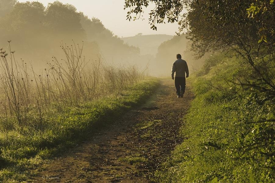 Into the Mist — Morning Walker on a Country Path — Fine art canvas print by Naomi McLeod
