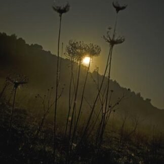Wild Flowers at Dawn — Mountain Silhouette in Golden Light