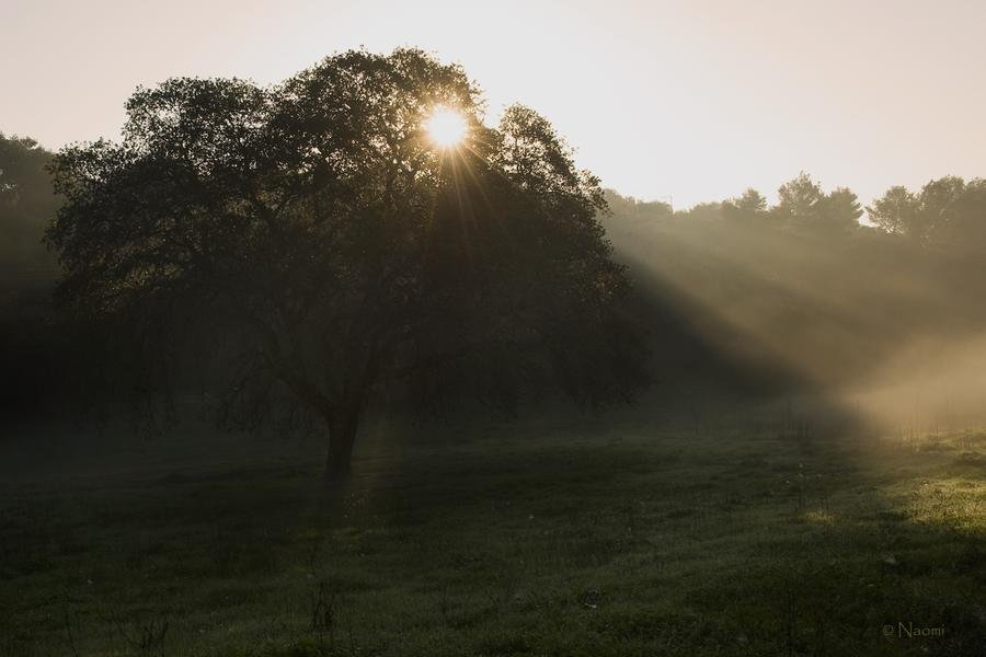 Sunburst Through Morning Mist — Ancient Oak at Dawn — Fine art canvas print by Naomi McLeod