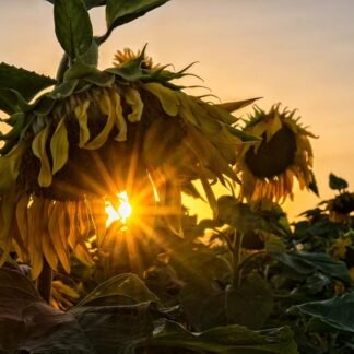 Sunflower Sunset — Golden Hour in the Fields
