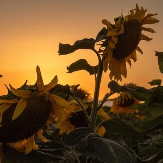 Sunflowers at Golden Hour — Summer Field at Sunset