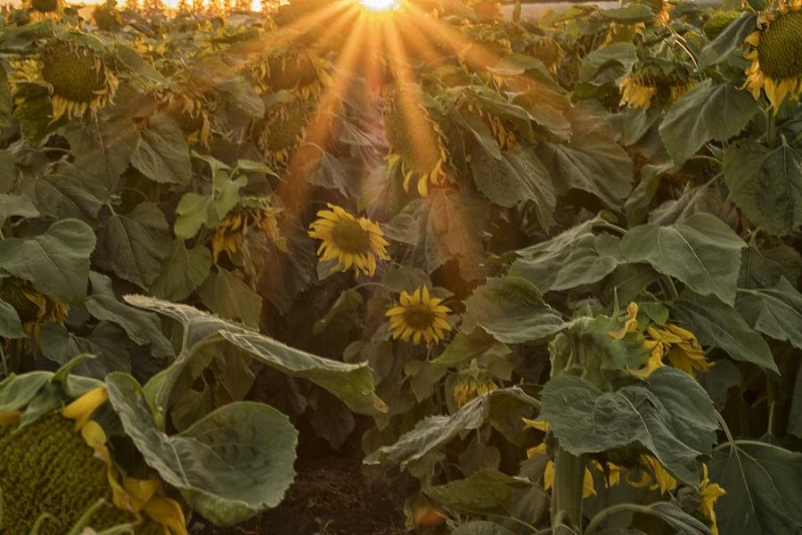 Sunflower Field at Golden Hour — Summer Sunburst — Fine art canvas print by Naomi McLeod