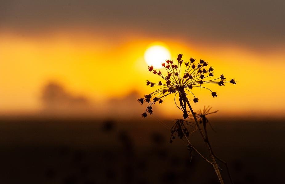 Seedhead at Sunset — Golden Hour Prairie Silhouette — Fine art canvas print by Naomi McLeod