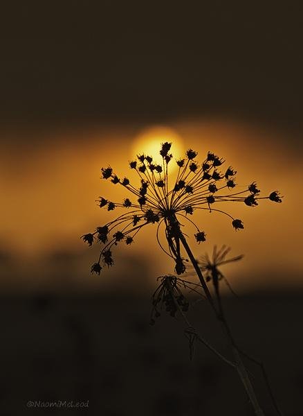 Queen Anne’s Lace Silhouette — Golden Hour Botanical Art — Fine art canvas print by Naomi McLeod