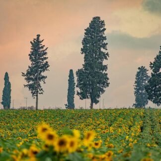 Tuscan Sunflowers at Dusk — Cypress Trees, Val d'Orcia, Italy