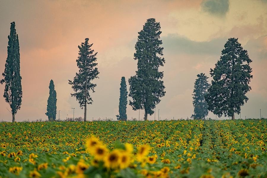 Tuscan Sunflowers at Dusk — Cypress Trees, Val d’Orcia, Italy — Fine art canvas print by Naomi McLeod