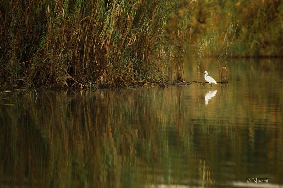 White Egret at Golden Hour — Autumn Wetlands Reflection — Fine art canvas print by Naomi McLeod