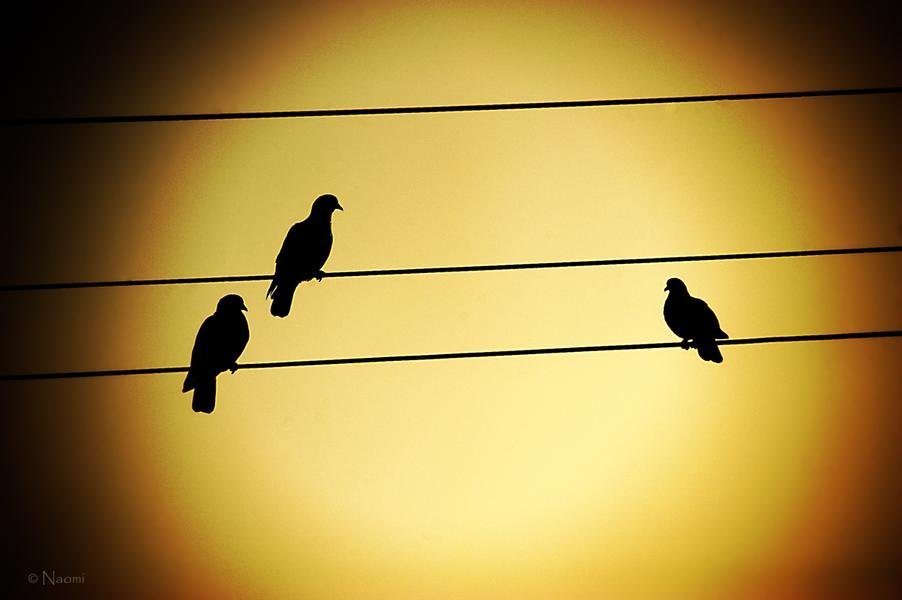 Birds on the Wire — Golden Hour Silhouette