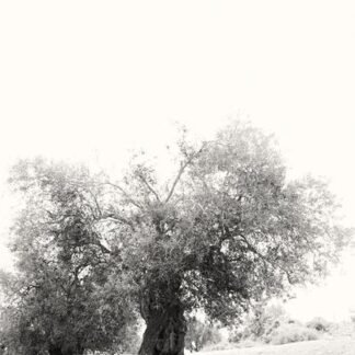 Ancient Olive Grove — Mediterranean Fine Art Photography