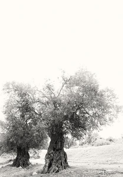 Ancient Olive Grove — Mediterranean Fine Art Photography — Fine art canvas print by Naomi McLeod
