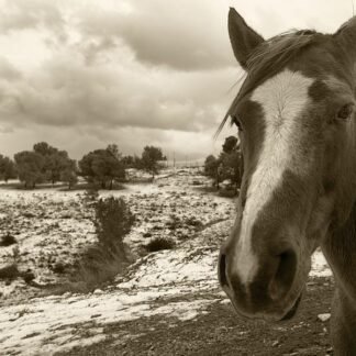 Wild Horse in Winter Storm — American Southwest Desert