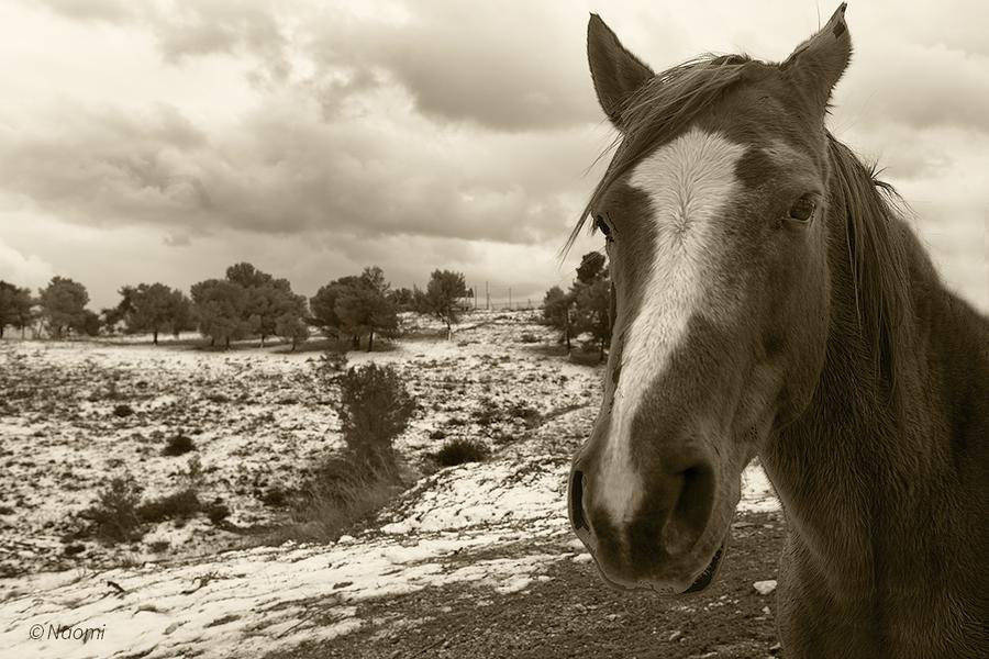 Wild Horse in Winter Storm — American Southwest Desert — Fine art canvas print by Naomi McLeod