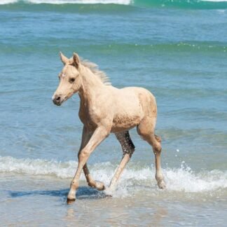 Palomino Foal in the Surf — Wild Horse on the Beach