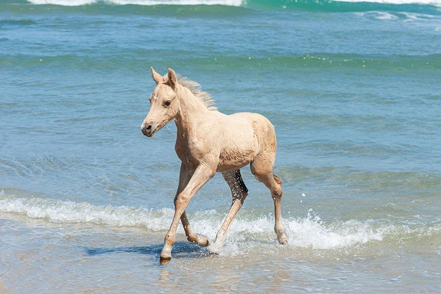 Palomino Foal in the Surf — Wild Horse on the Beach — Fine art canvas print by Naomi McLeod