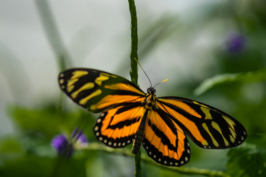 Tiger Longwing Butterfly — Tropical Rainforest Wildlife Portrait — Fine art canvas print by Naomi McLeod