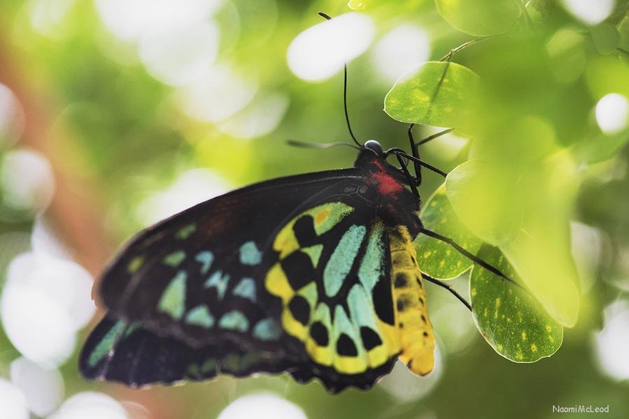 Cairns Birdwing Butterfly — Queensland Rainforest, Australia — Fine art canvas print by Naomi McLeod