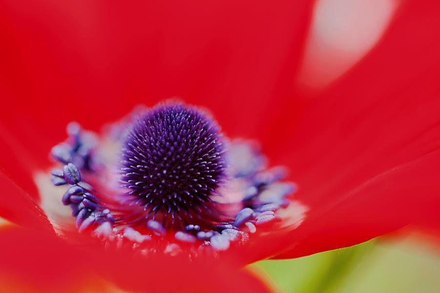 Heart of the Anemone — Macro Floral Abstract in Red and Violet — Fine art canvas print by Naomi McLeod