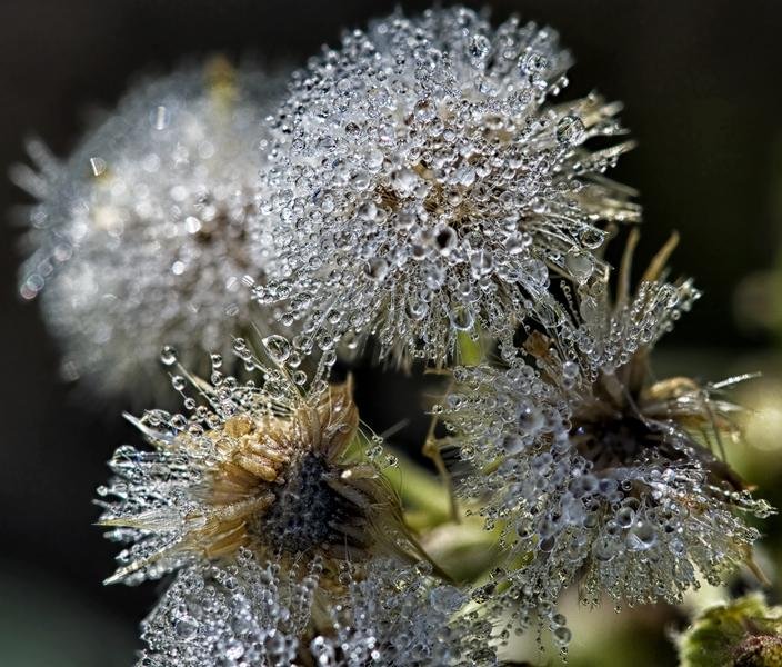 Morning Dew on Dandelion Seeds — Ethereal Macro Nature Art — Fine art canvas print by Naomi McLeod