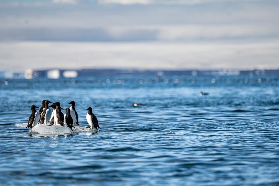 Guillemots on Arctic Ice — Svalbard, Norway — Fine art canvas print by Naomi McLeod