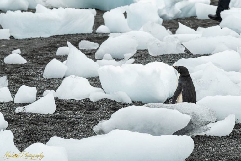 Adelie Penguin Among Ice on Antarctic Black Sand Beach