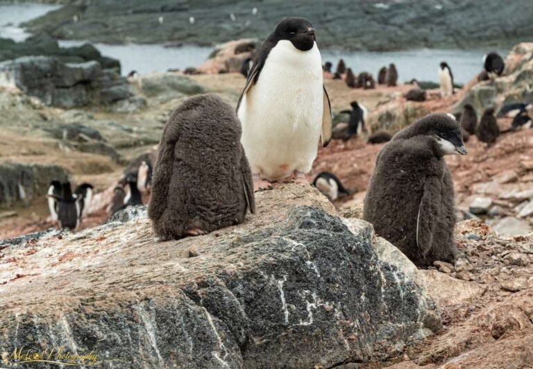 Adelie Penguin Family with Fluffy Chicks Antarctic Colony