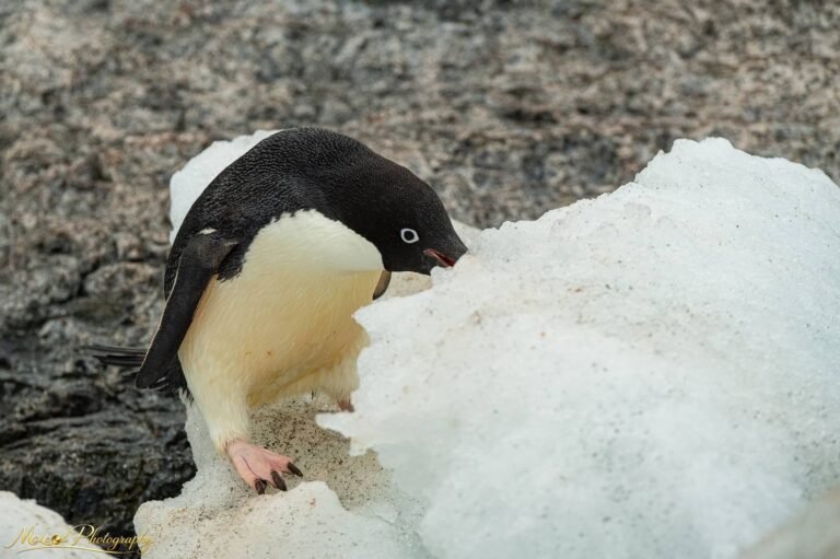 Adelie Penguin Climbing Ice Block in Antarctica