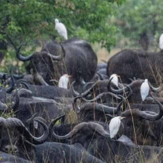 African Buffalo Herd with Cattle Egrets in Rain