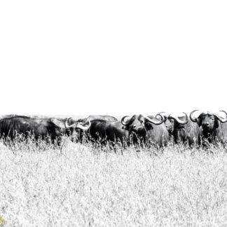 Cape Buffalo Herd in African Savanna Black and White Print