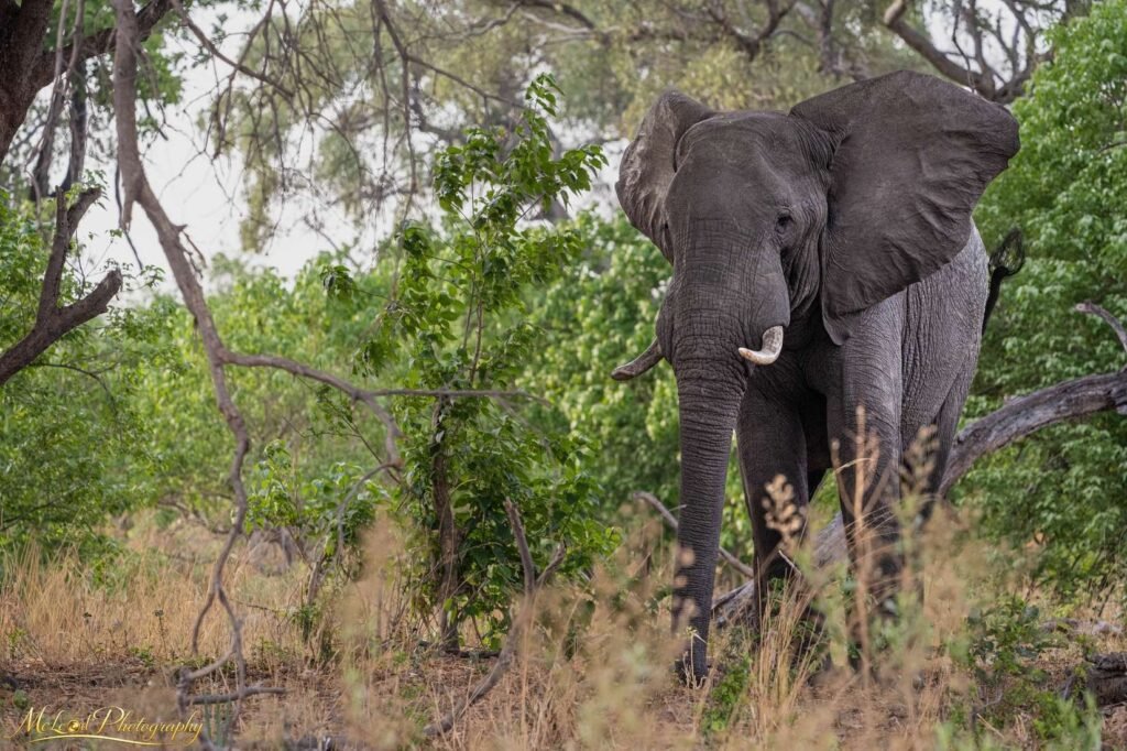 Majestic African Elephant Emerging Through Bush Savanna — Fine art canvas print by Naomi McLeod