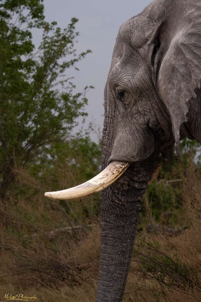 Majestic African Elephant Portrait with Ivory Tusk Safari Art — Fine art canvas print by Naomi McLeod