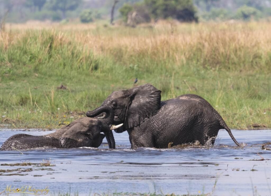 African Elephants Playing in River – Botswana Safari Wall Art — Fine art canvas print by Naomi McLeod