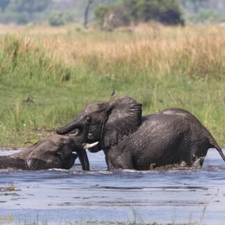 African Elephants Playing in River - Botswana Safari Wall Art