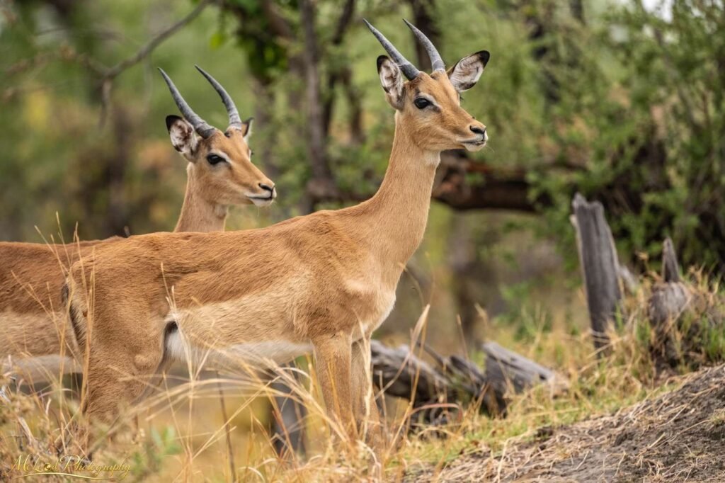 Two Alert Impala Bucks in African Bush Wildlife Art — Fine art canvas print by Naomi McLeod
