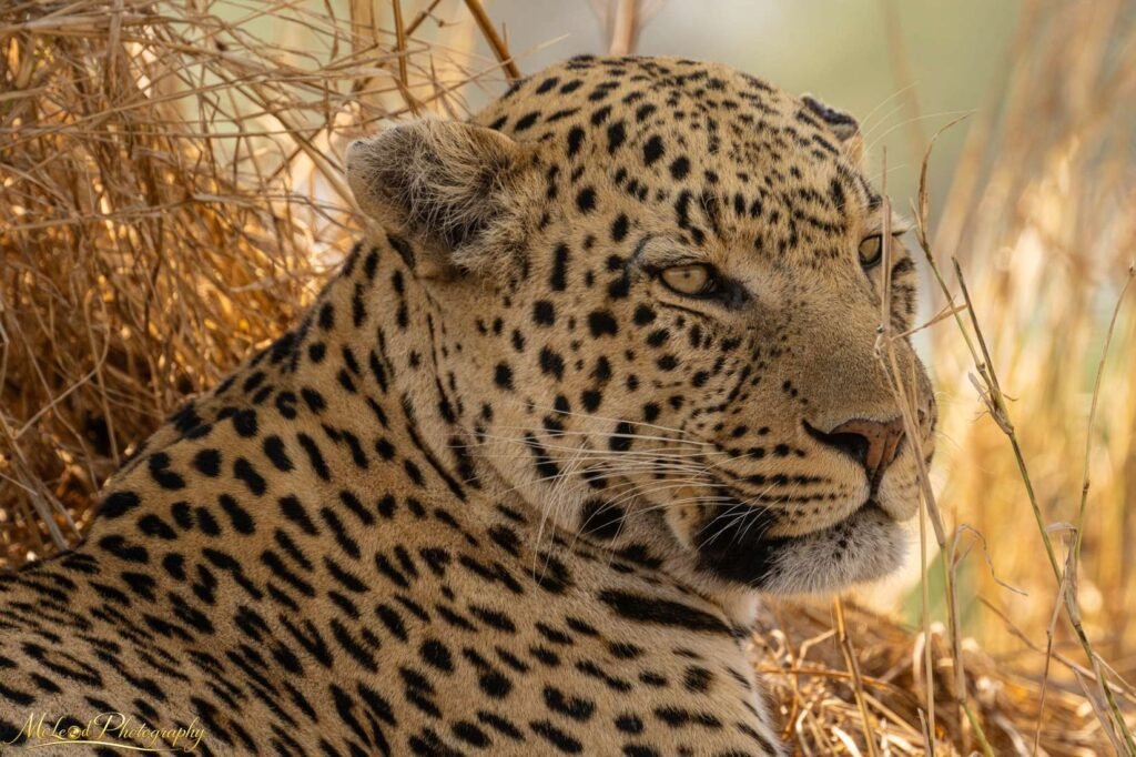 African Leopard Portrait in Golden Savanna Light — Fine art canvas print by Naomi McLeod
