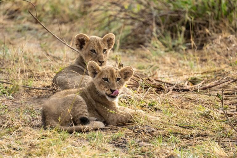 Two Lion Cubs Resting in African Savanna Fine Art Print