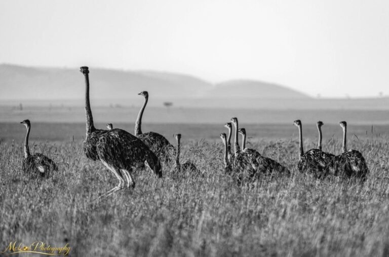 Ostrich Flock on African Savanna Black and White Print