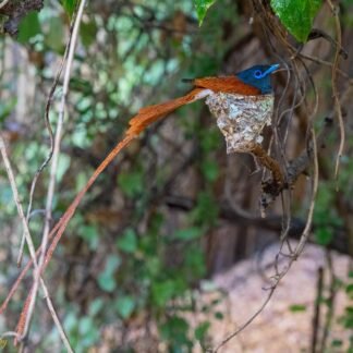 African Paradise Flycatcher on Nest with Elegant Tail