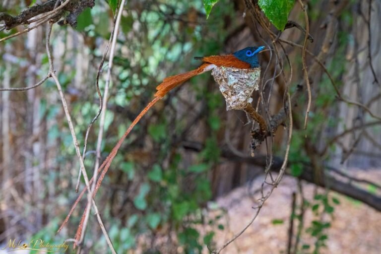 African Paradise Flycatcher on Nest with Elegant Tail