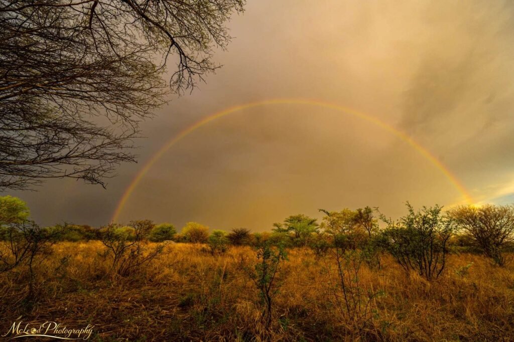 Fine art canvas print: African Savanna Rainbow Over Golden Grasslands Wall Art &mdash; Landscapes Photography