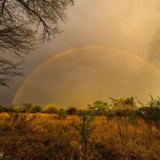 African Savanna Rainbow Over Golden Grasslands Wall Art